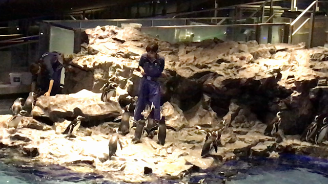 3日目の上野♪パンダ撃沈からのスカイツリー♪の記事動画