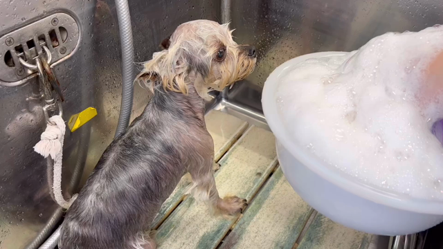 【番外編】昼間のわんこ♪ ７／２３の記事動画