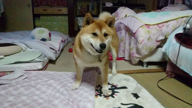 動画。の記事動画