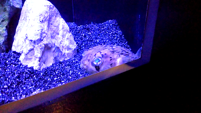 アクアパークと秋の北信州 プチトリップ気分の記事動画