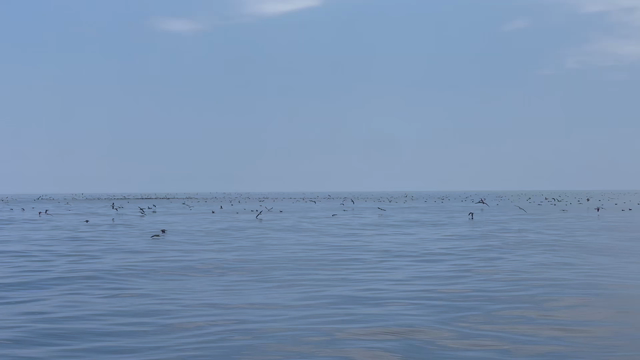 釣果の記事動画