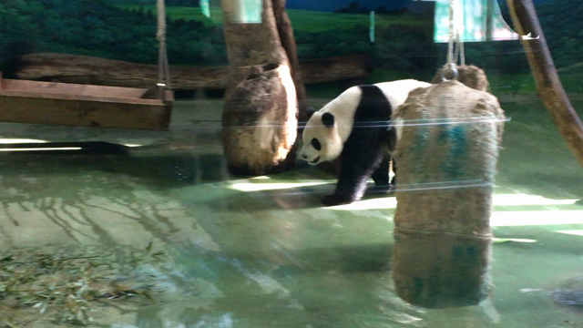 GWは台北でパンダに会いに行こう！ 臺北市立動物園の記事動画