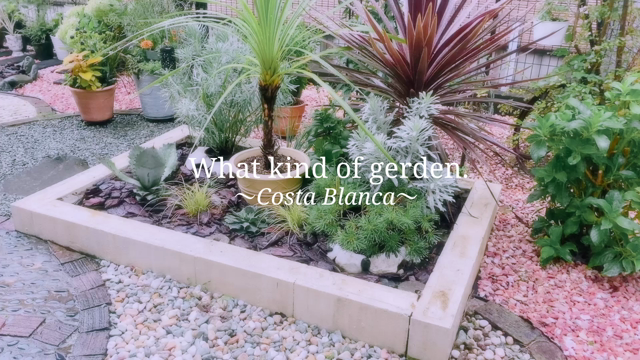 雨の日の庭♪＊アガベの子株剥がし＊ニチニチソウ流星に会えた