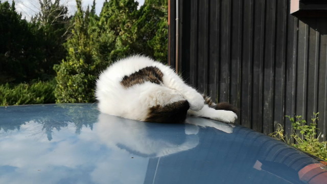 お、お、お、お久しぶりですの記事動画