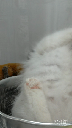 ネコ籠とネコ鍋の記事動画