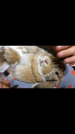 チャコのお薬 時間ですの記事動画