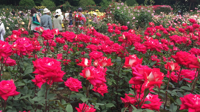 バラ園に行ってきたよーの記事動画