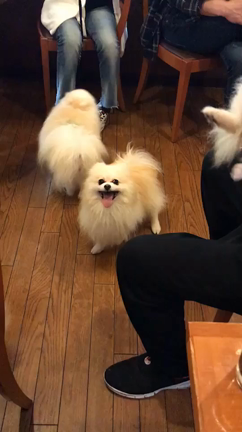 ポポちゃんはふしぎな子なのだなぁの記事動画