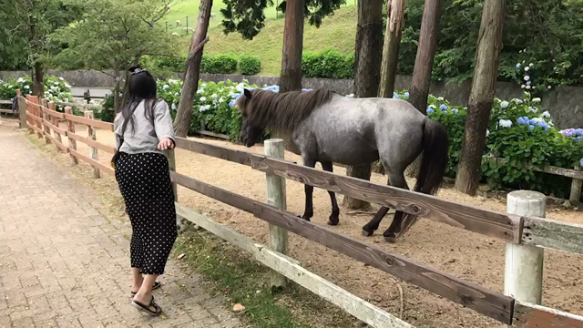 六甲山牧場の記事動画