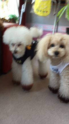 仲間の記事動画