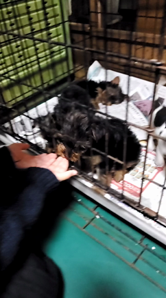 緊急事態宣言解除予定(^ー^)の記事動画