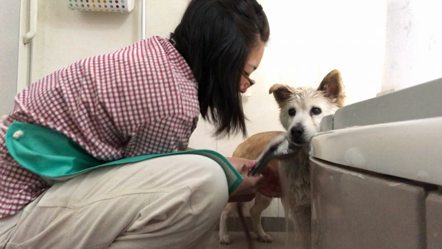 最高齢　わんこ　大きさ別の記事動画