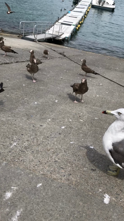 岩手観光♪の記事動画