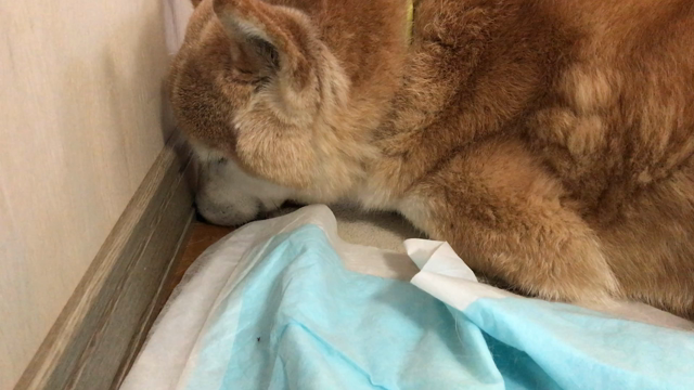 春の柴犬の寝息♡の記事動画