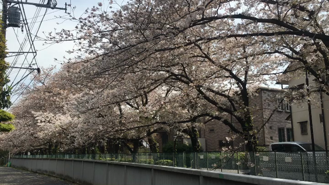 また来年の記事動画