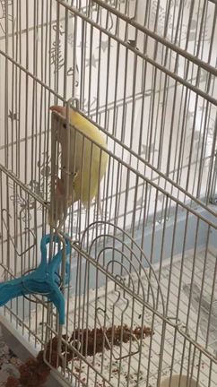 新しい小鳥ハンモックと二羽の性別の記事動画