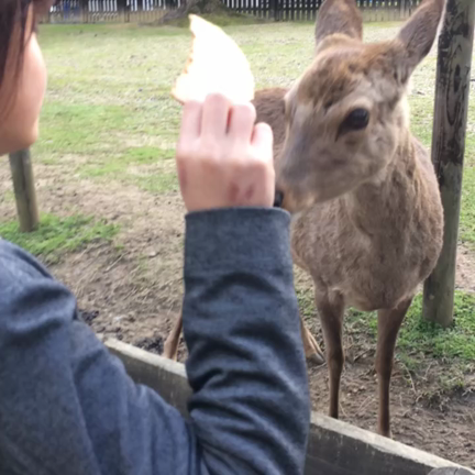 そうだ！奈良に行こう！！の記事動画