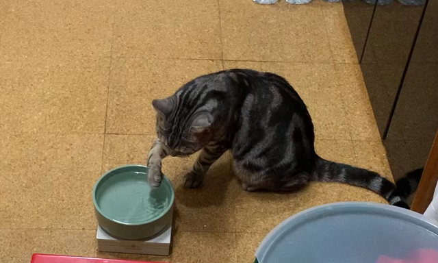 水の飲み方の記事動画