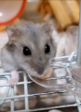 ◇やぱ‥苦手(◍•ㅿ•◍)?◇の記事動画