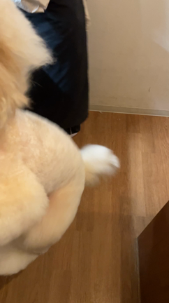 朝から犬のシャンプーで大騒ぎの記事動画