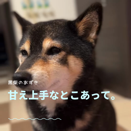あざとい黒柴あずきの記事動画