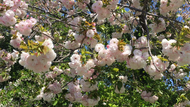 私たちがこんなにもつながっていることの記事動画