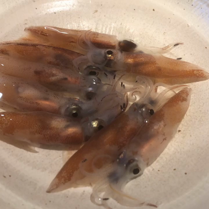 ホタルイカの記事動画