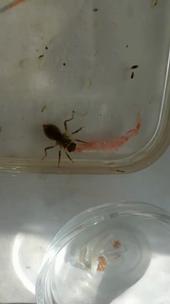 ヤゴの餌 干しエビ編 あまりお気に召さない Kumiのブログ