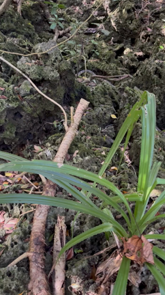 祈りの島で感じたことはの記事動画