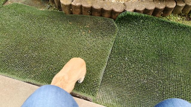 ９ヶ月のボクの記事動画