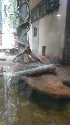 衝撃的な？カワウソ動画の記事動画