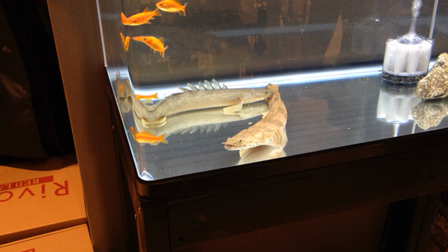 6/30  アングラーズショップmaniac'sの記事動画