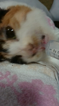 常に全力投球な私です。の記事動画