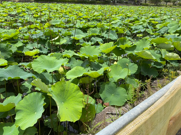 年長の男の子のレッスン♪の記事動画