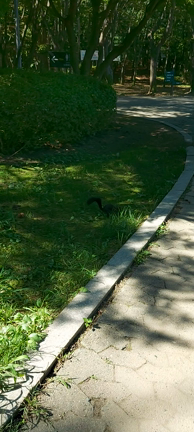 都会の公園【ヤンジェ市民の森】の記事動画