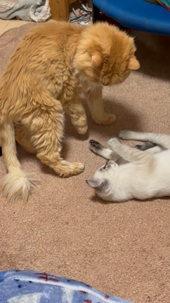 おじいちゃんと孫の記事動画