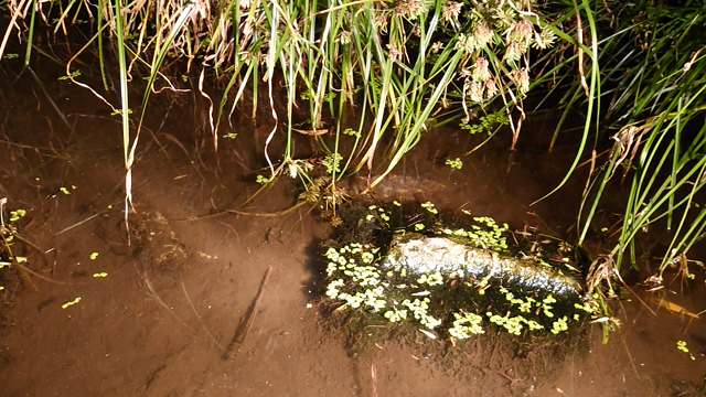 真冬の大冒険？の記事動画