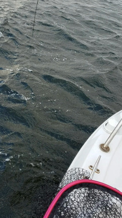 釣果情報の記事動画