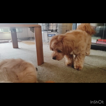 ⸜6/13 ☆ 本日のお客様わんちゃん⸝の記事動画