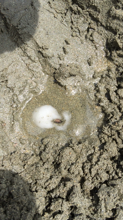 マテ貝に初参戦☆の記事動画