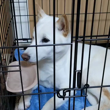 2021ポチャマインと社会の記事動画