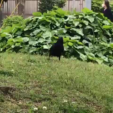 ☆本日のコラム☆ 舞夜先生！はだしが好き♪の記事動画