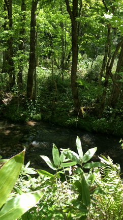 元気の元は？の記事動画
