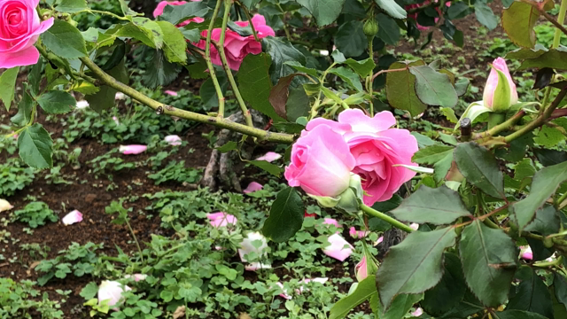雨上がりの薔薇はの記事動画