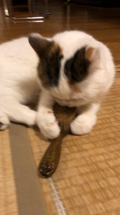 ブラッシングぶらんの記事動画