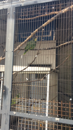 ランチとオウムの手なずけに成功の記事動画