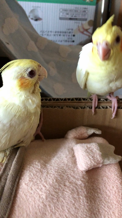 雛の成長を見守る。の記事動画