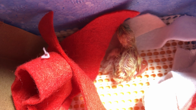 一筋縄ではいきません…＠母の記事動画