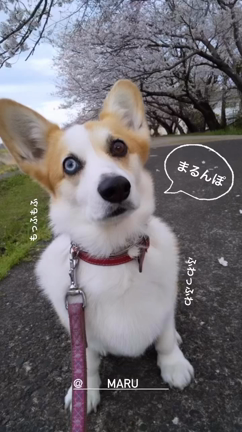 大人気のブラウスが発売中❤️‼︎の記事動画