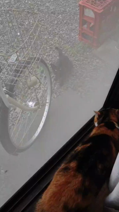 容疑者現る！…な話しの記事動画